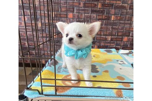 成約済の大阪府のミックス犬-185299の2枚目