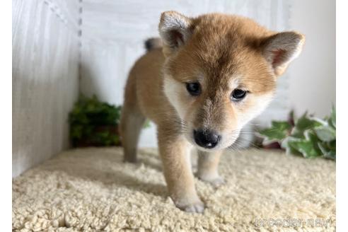 成約済の栃木県の柴犬-185580の5枚目