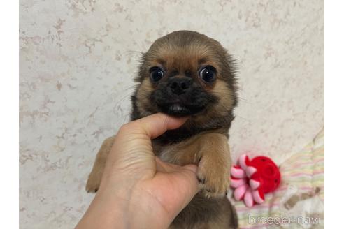 成約済の新潟県のチワワ(ロングコート)-177415の17枚目