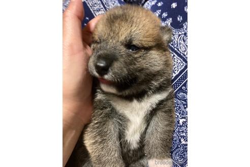 成約済の広島県の柴犬-185344