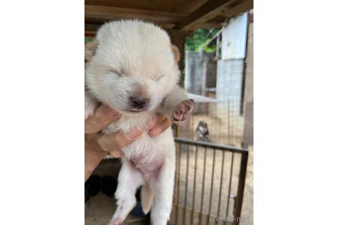 成約済の広島県の柴犬-185347の5枚目