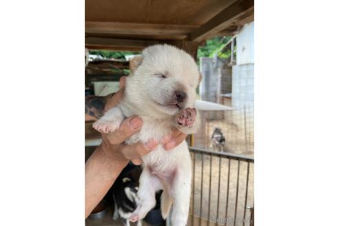 成約済の広島県の柴犬-185347の6枚目