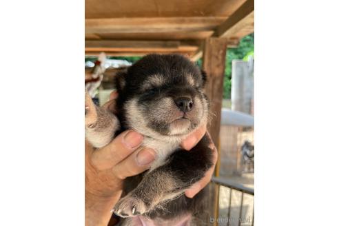 成約済の広島県の柴犬-185351の7枚目