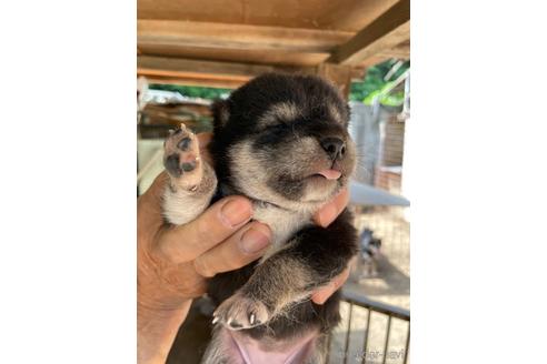 成約済の広島県の柴犬-185351の8枚目