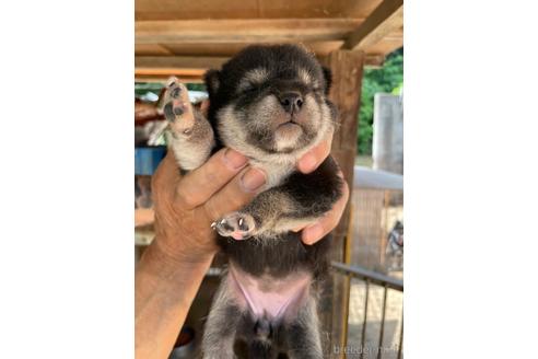 成約済の広島県の柴犬-185351の9枚目