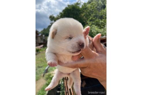 成約済の広島県の柴犬-185352の1枚目