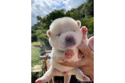 成約済の広島県の柴犬-185352の3枚目