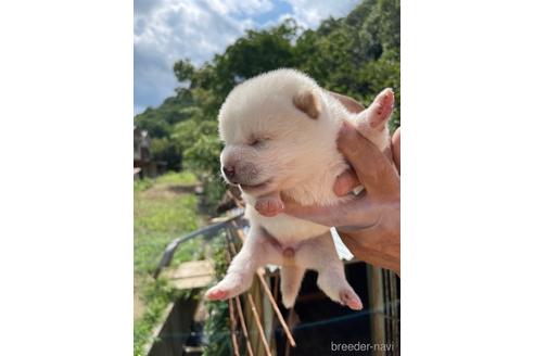 成約済の広島県の柴犬-185352の4枚目