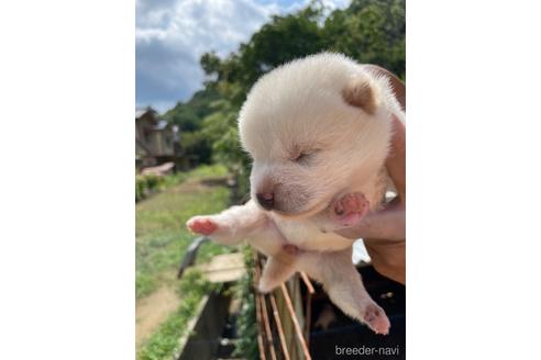 成約済の広島県の柴犬-185352の2枚目