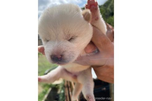 成約済の広島県の柴犬-185354の2枚目