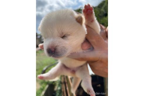 成約済の広島県の柴犬-185354の3枚目