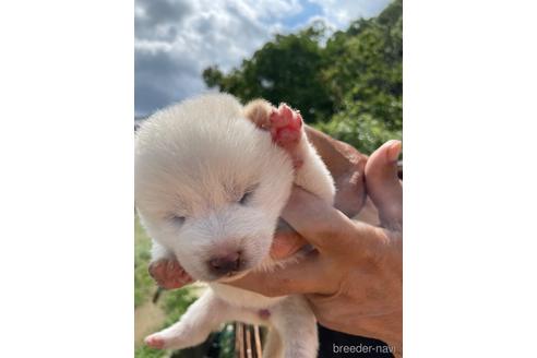 成約済の広島県の柴犬-185354の4枚目