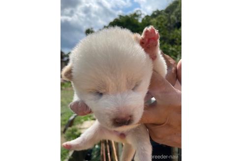 成約済の広島県の柴犬-185354の5枚目