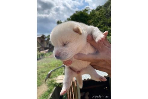 成約済の広島県の柴犬-185354の6枚目
