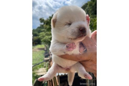 成約済の広島県の柴犬-185354の7枚目