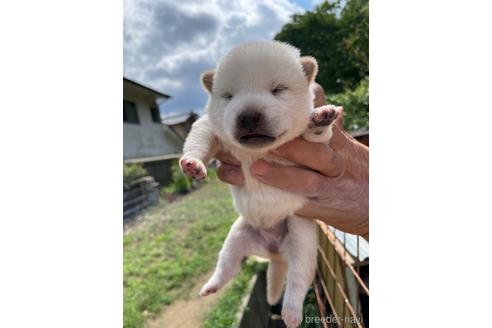 成約済の広島県の柴犬-185356の7枚目