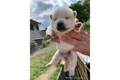 成約済の広島県の柴犬-185356の8枚目