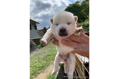 成約済の広島県の柴犬-185356の10枚目