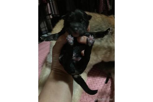 成約済の広島県の柴犬-185359の9枚目