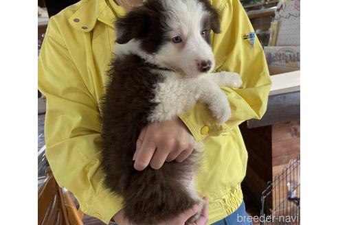 成約済の長野県のボーダーコリー-178708の3枚目