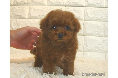 成約済の茨城県のトイプードル-185408の4枚目