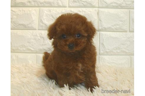 成約済の茨城県のトイプードル-185408の3枚目