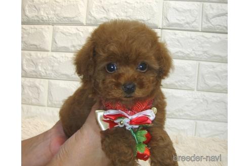 成約済の茨城県のトイプードル-185408の1枚目