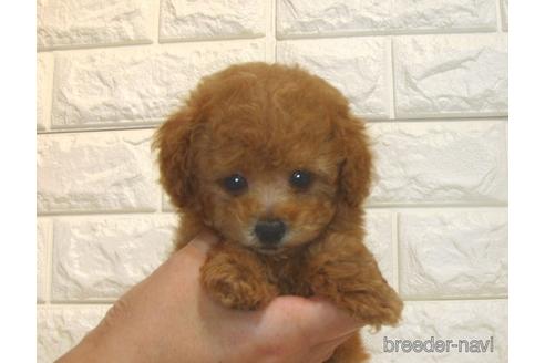 成約済の茨城県のトイプードル-185410の4枚目