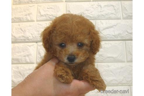 成約済の茨城県のトイプードル-185410の5枚目