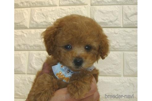 成約済の茨城県のトイプードル-185410の1枚目