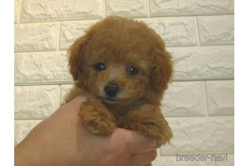 成約済の茨城県のトイプードル-185410の2枚目