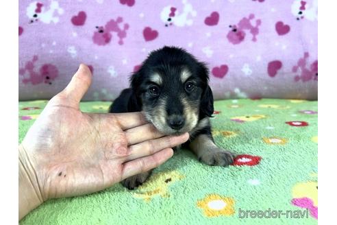 成約済の兵庫県のカニンヘンダックスフンド(ロングヘアード)-185427の2枚目