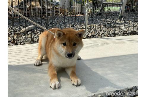 成約済の岡山県の豆柴-185437の4枚目