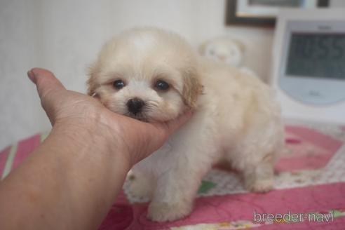 成約済の奈良県のミックス犬-185439の5枚目