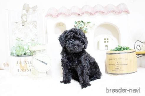 成約済の佐賀県のトイプードル-185440の4枚目