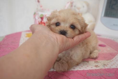 成約済の奈良県のミックス犬-185441の2枚目