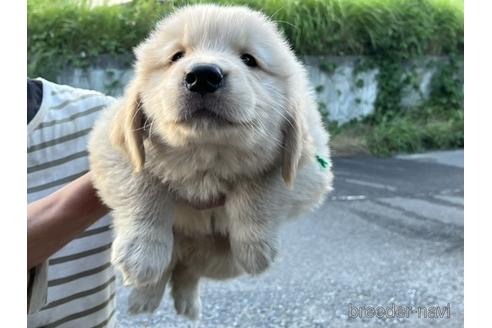 成約済の福岡県のゴールデンレトリーバー-183860の2枚目