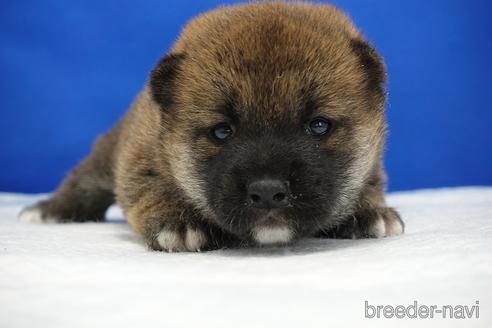 成約済の愛知県の柴犬-185448の17枚目