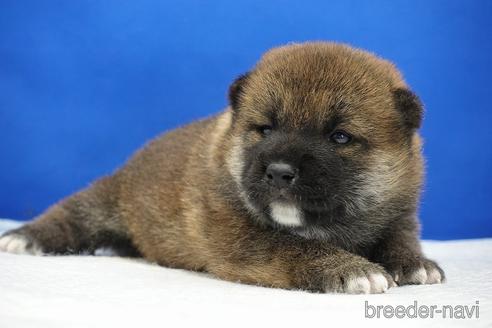 成約済の愛知県の柴犬-185448の16枚目
