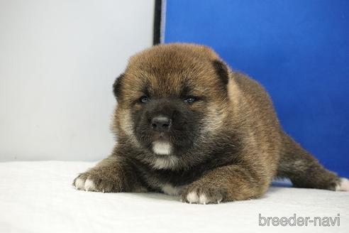 成約済の愛知県の柴犬-185448の15枚目