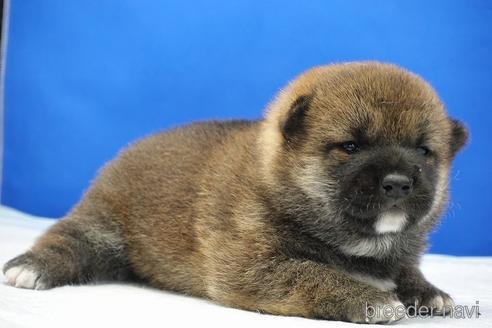 成約済の愛知県の柴犬-185448の14枚目