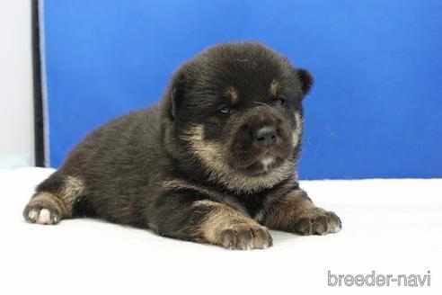成約済の愛知県の柴犬-185451の13枚目