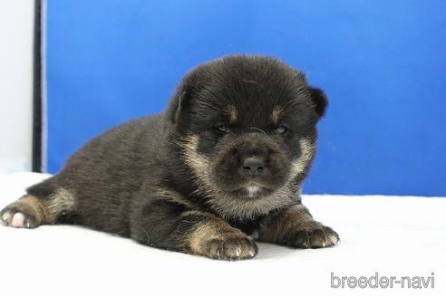 成約済の愛知県の柴犬-185451の19枚目