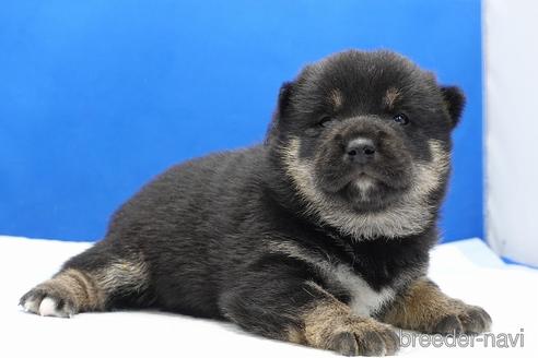 成約済の愛知県の柴犬-185451の18枚目