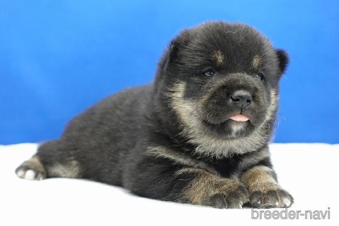 成約済の愛知県の柴犬-185451の16枚目