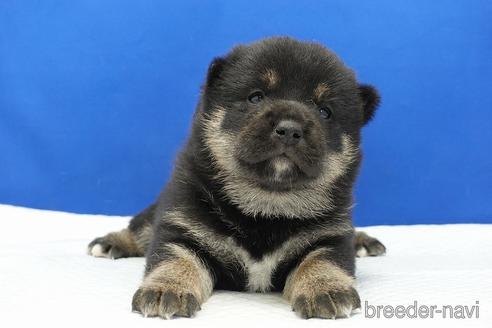 成約済の愛知県の柴犬-185451の15枚目