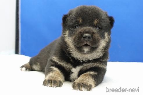 成約済の愛知県の柴犬-185451の14枚目