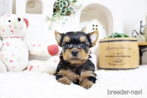 成約済の佐賀県のヨークシャーテリア-185466の1枚目