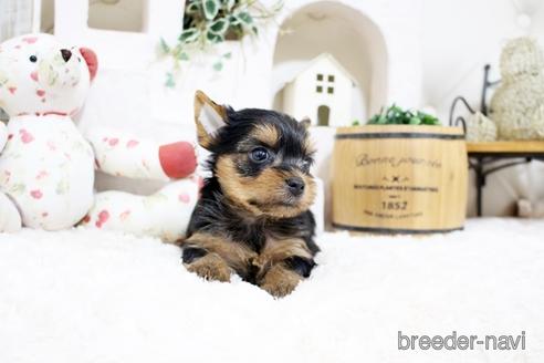 成約済の佐賀県のヨークシャーテリア-185466の5枚目