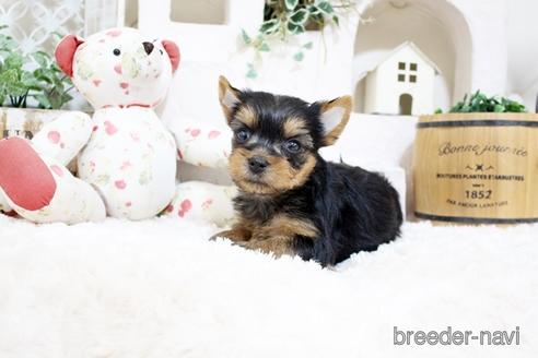 成約済の佐賀県のヨークシャーテリア-185466の4枚目